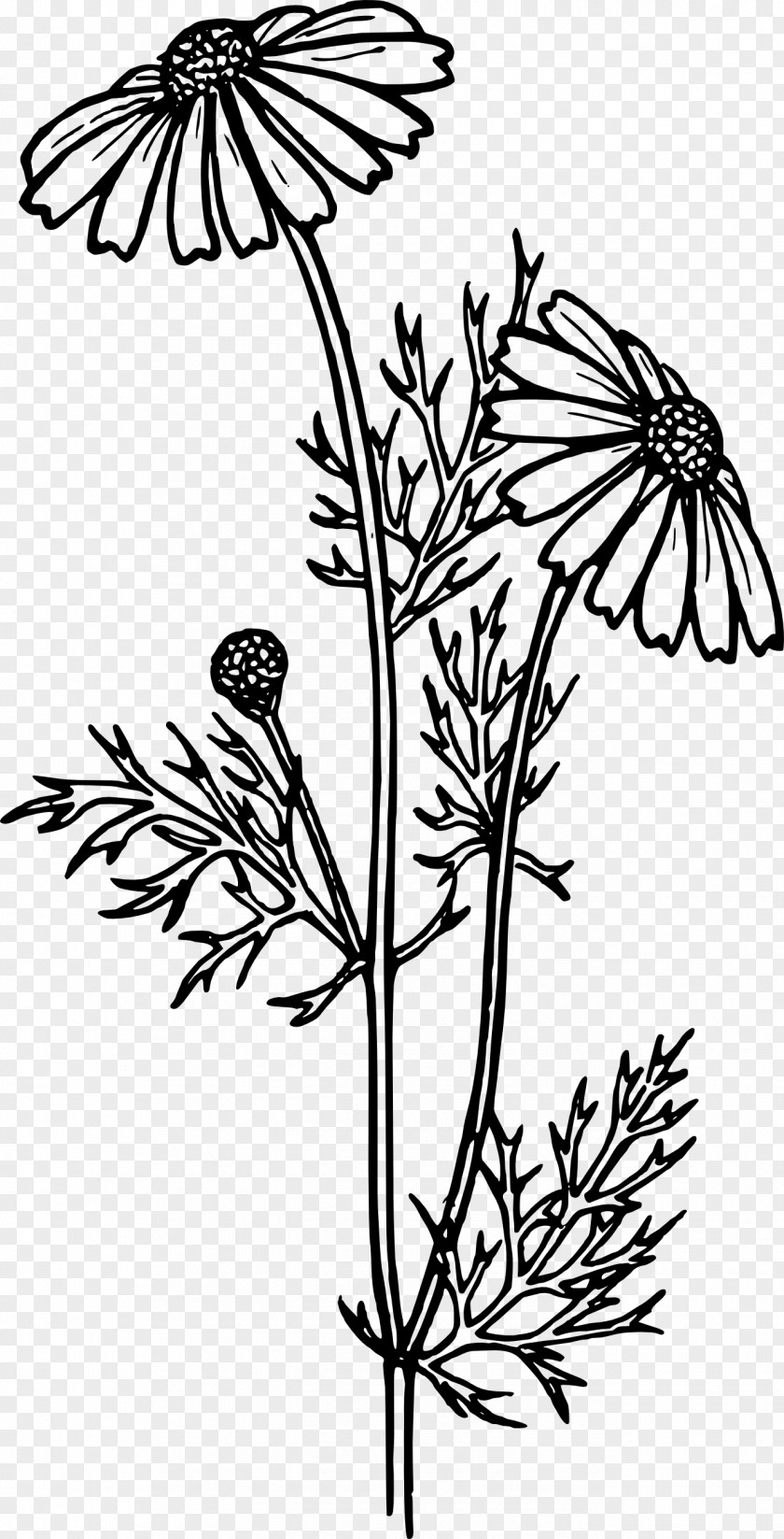 Flower Coloring Book Common Daisy Family Gerbera Jamesonii PNG