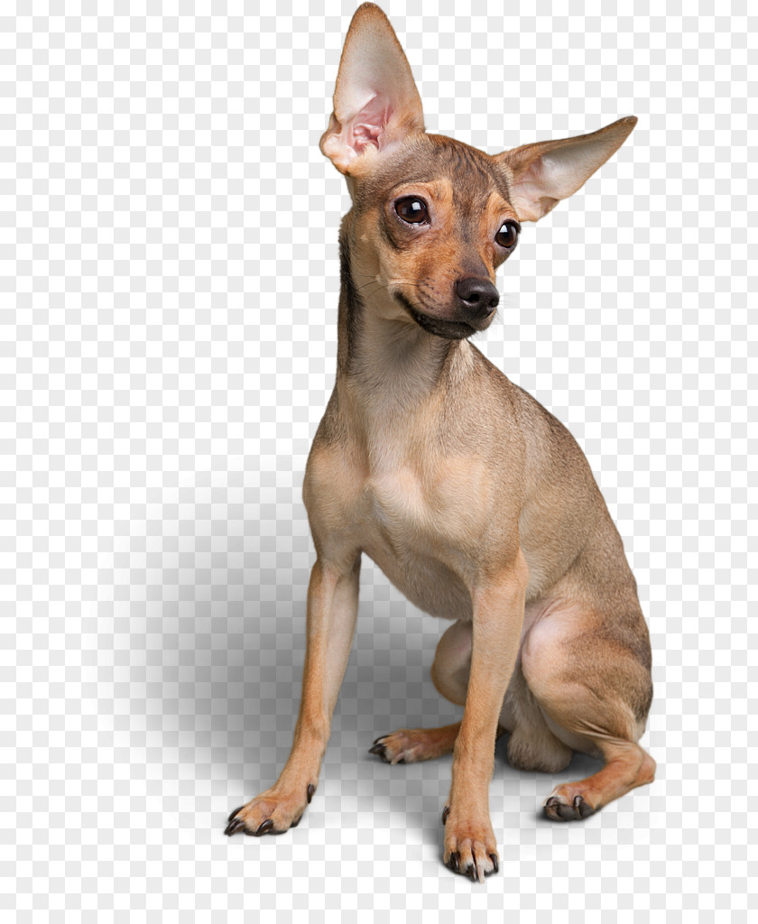 Kingston Dorset England Miniature Pinscher Russkiy Toy Fox Terrier Chihuahua Prague Ratter PNG