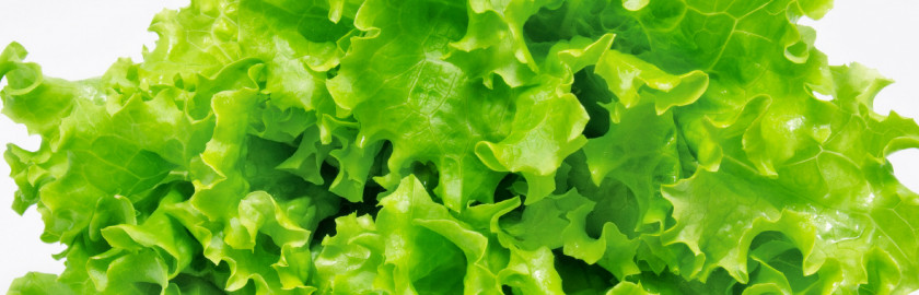Lettuce Iceberg Wild Hamburger Chicken Salad Vegetable PNG