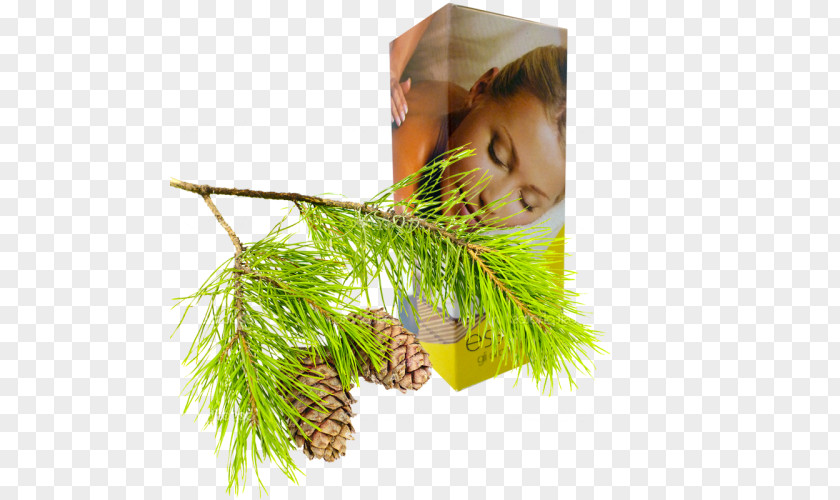 Natural Nutrition Essential Oil Clary Sandalwood Pine PNG