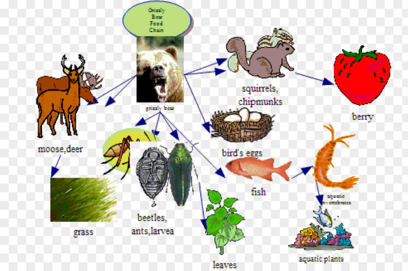 Bear Polar Grizzly Food Chain Wiring Diagram PNG