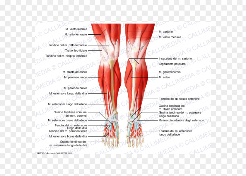 Rectus Femoris Muscle Knee Human Anatomy Muscular System PNG