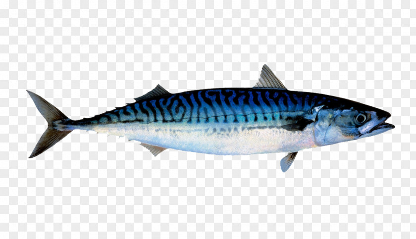 Tuna Atlantic Mackerel North Sea Norwegian Fish PNG