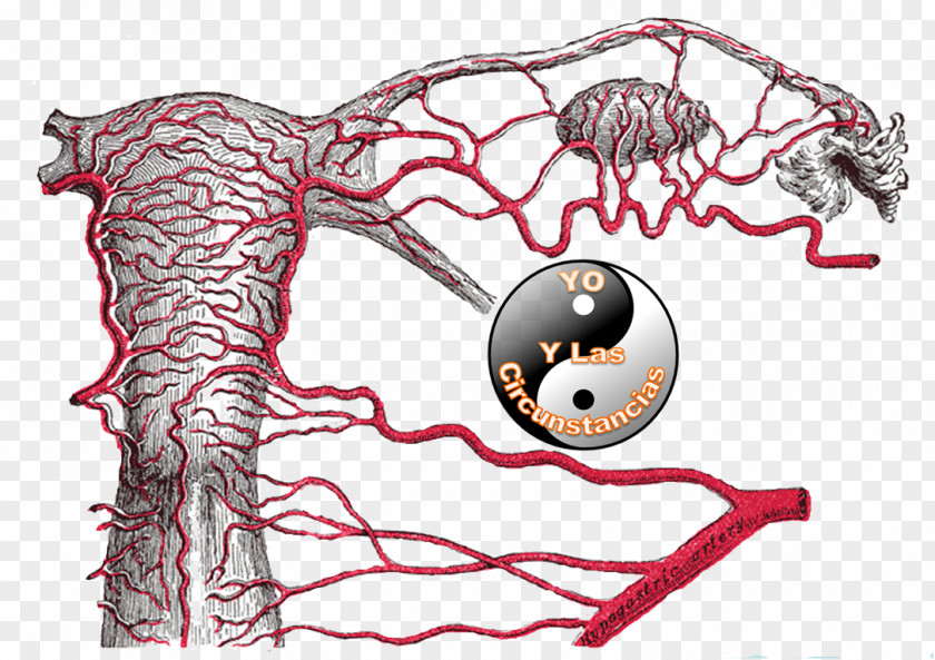 Venas Y Arterias Round Ligament Of Uterus Uterine Artery Internal Iliac PNG