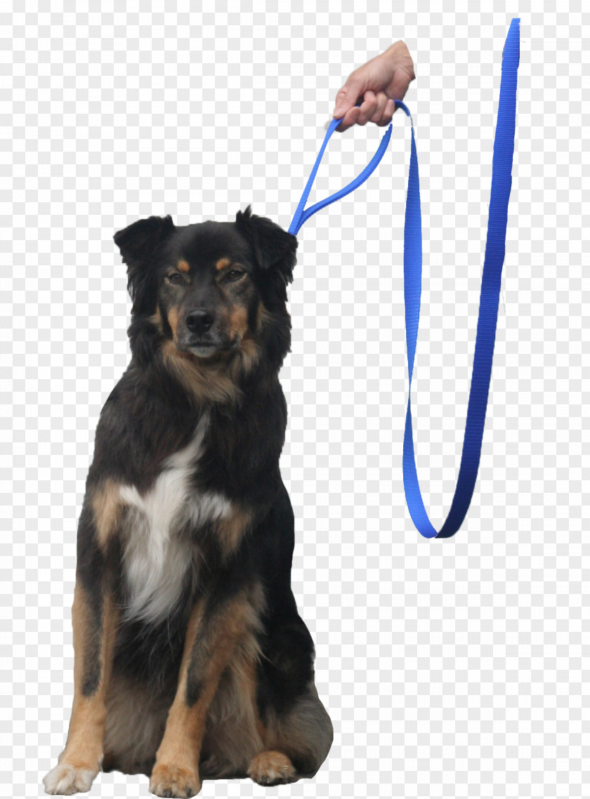 Dog Leash Companion Puppy Obedience Training PNG