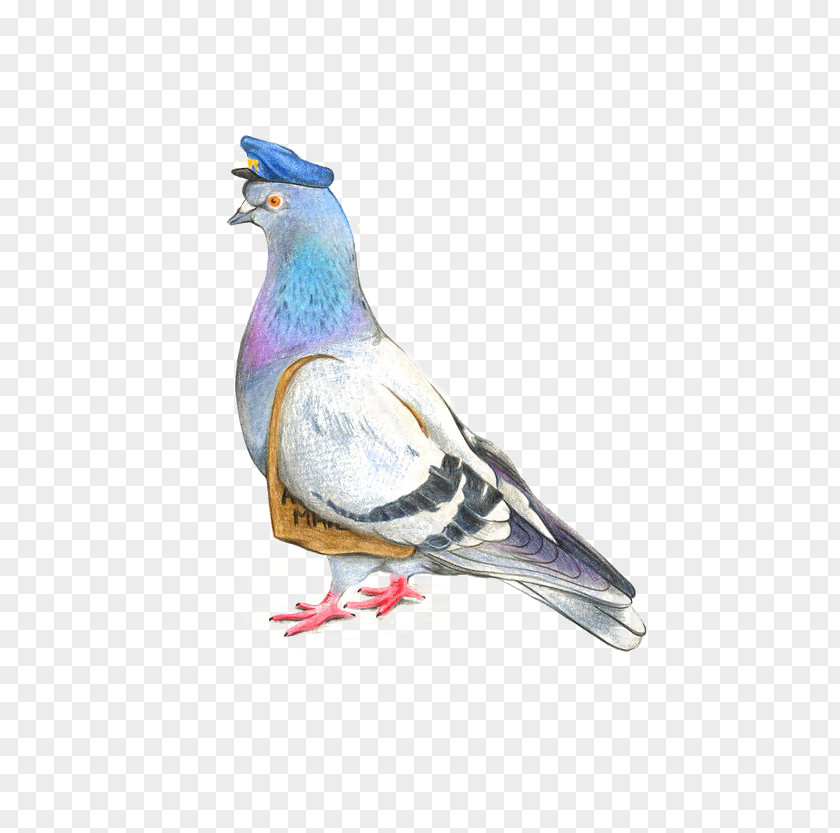 Drawing Pigeon Homing Columbidae Watercolor Painting Illustration PNG
