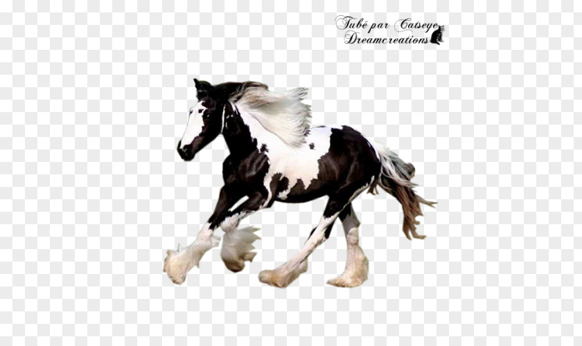 Mustang Stallion Gypsy Horse Pony Mare PNG