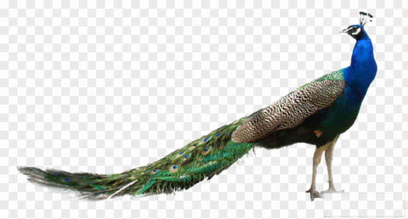 Pretty Peacock Peafowl Clip Art PNG