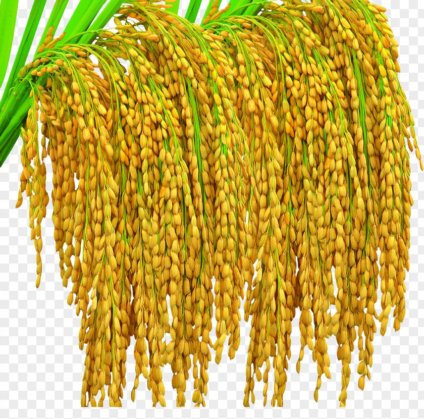 Rice Golden Oryza Sativa Crop Yield Seed PNG
