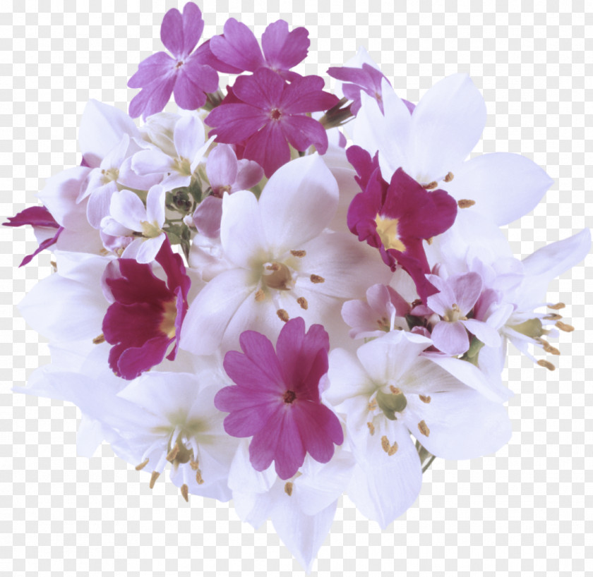 Violet Branch Flowering Plant Flower Petal Cut Flowers PNG