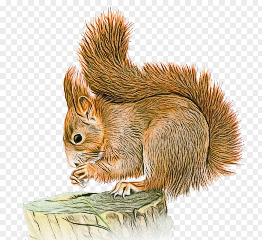 Wildlife Grey Squirrel Birthday Watercolor PNG