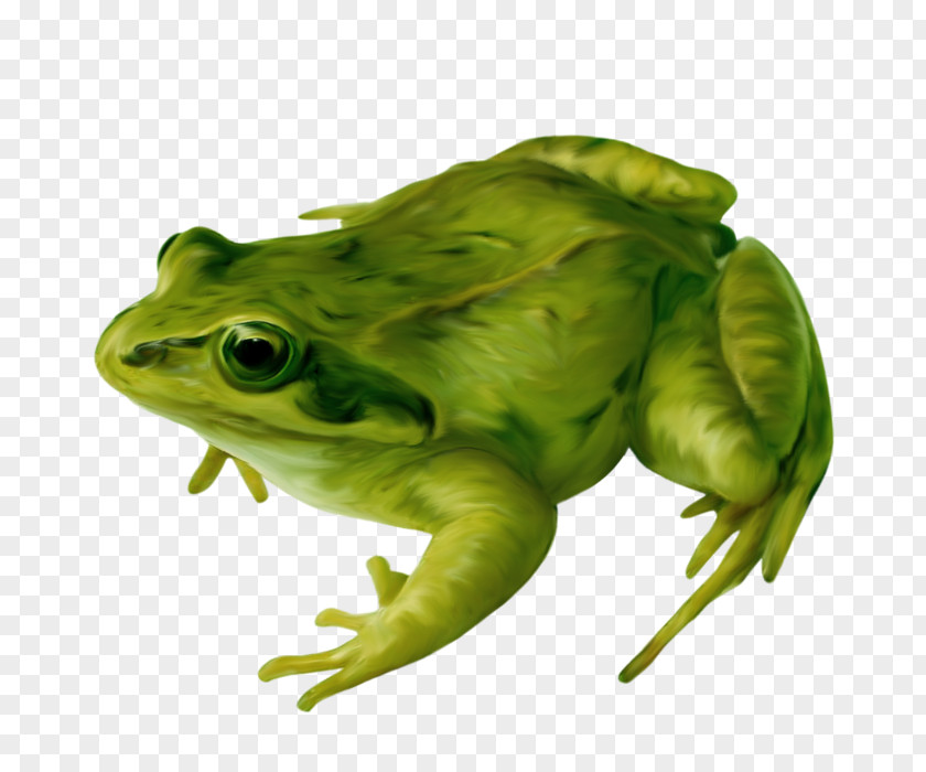Frog True Amphibians Clip Art PNG