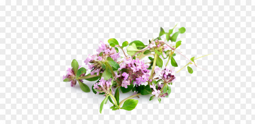 Health Garden Thyme Herb Medicine PNG