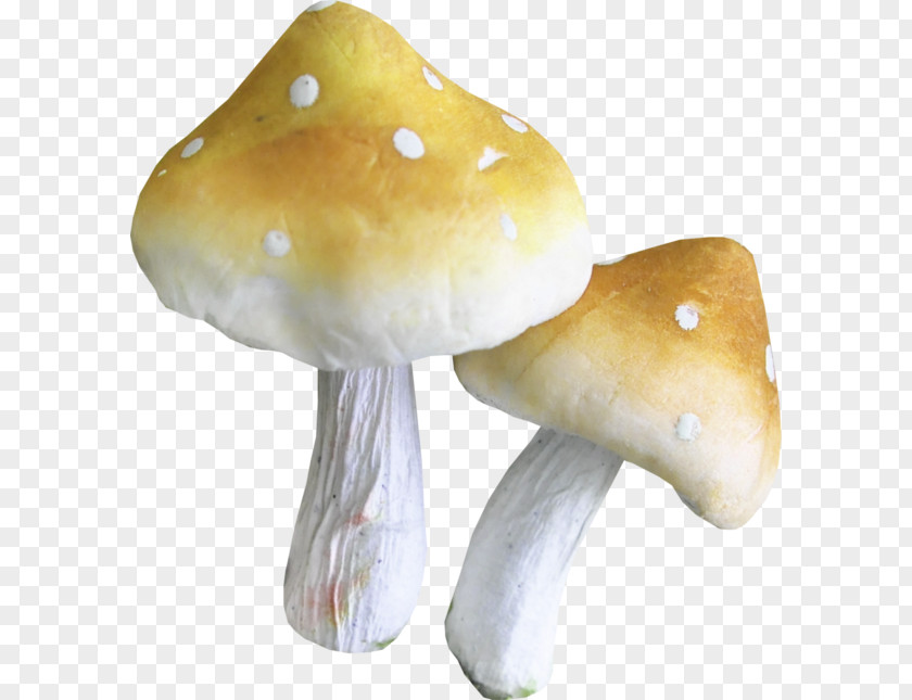 Mushroom Pleurotus Eryngii Clip Art PNG