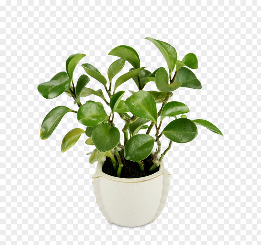 Ppt边框 Coffee Flowerpot Houseplant PNG