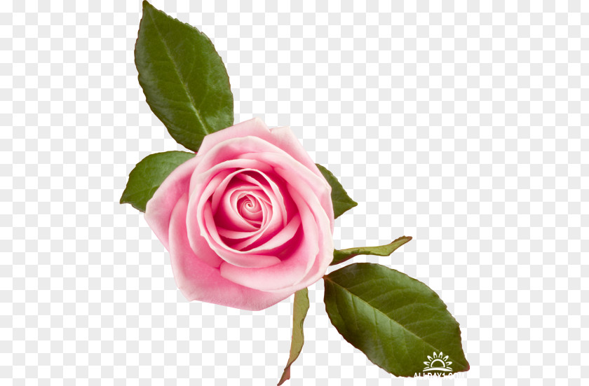 Rose Desktop Wallpaper Pink Flowers PNG