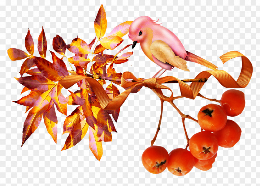 Autumn Auglis Изба-читальня Berry Acorn PNG