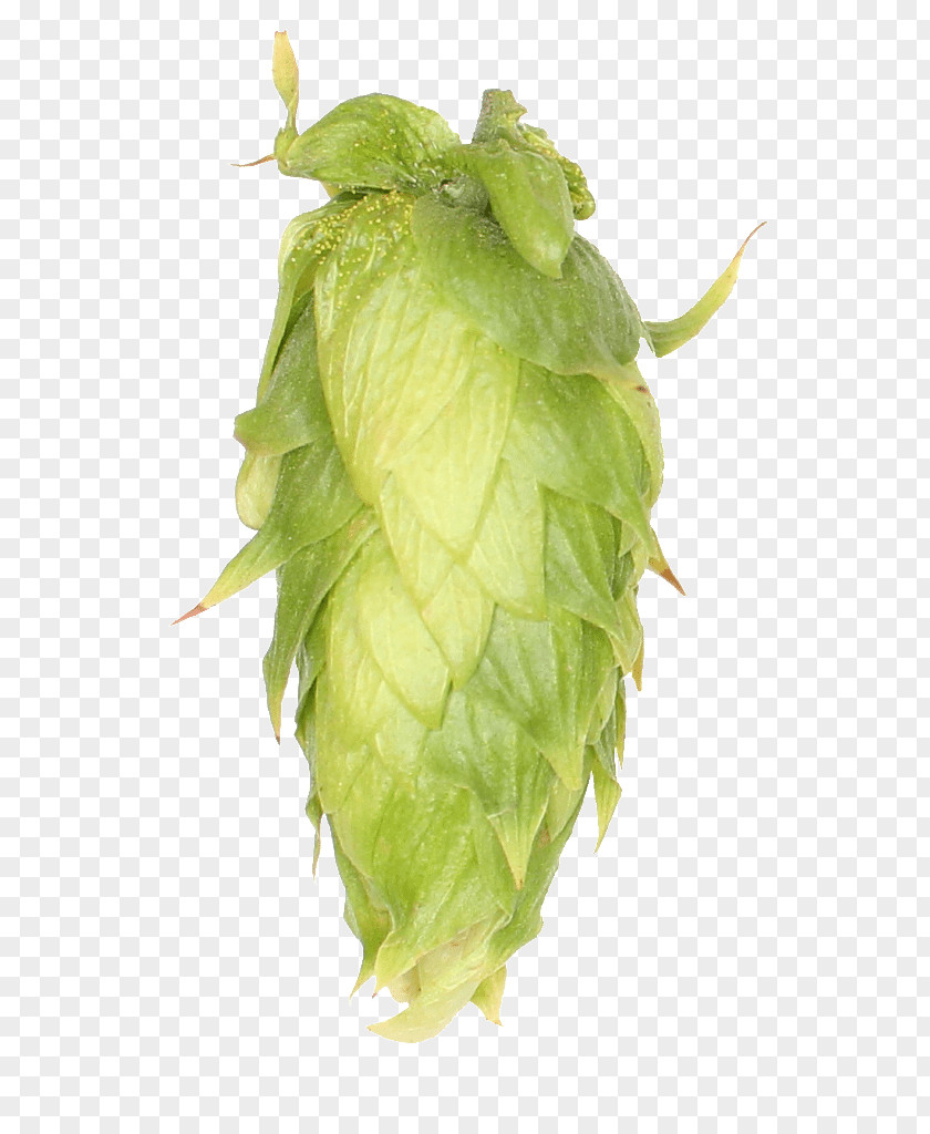 Beer Hops Super Galena Yakima PNG