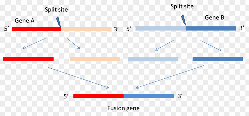 Cancer Cell Details Fusion Gene Expression Chimeric PNG