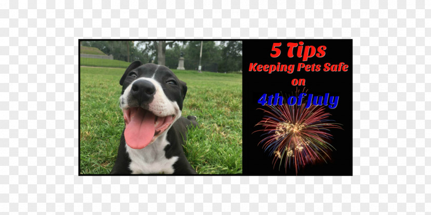 Keep Pets Boston Terrier Dog Breed Non-sporting Group (dog) Advertising PNG