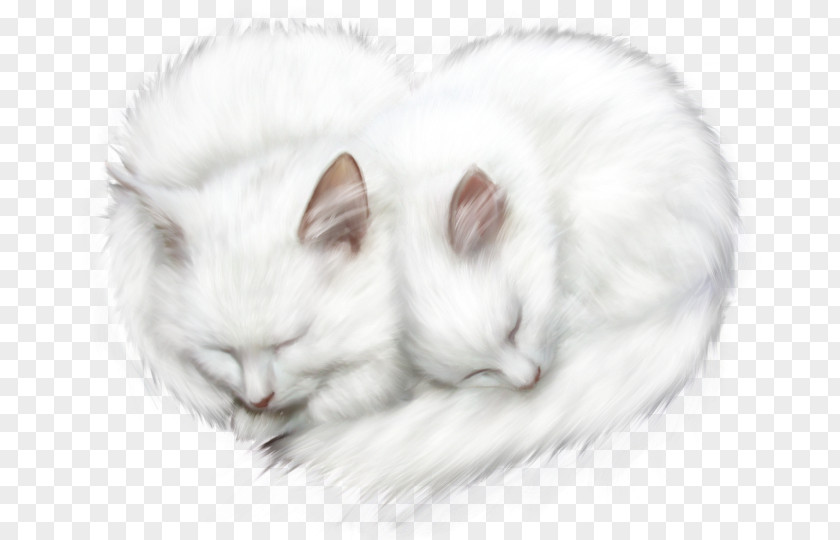Kitten Whiskers Cat PNG