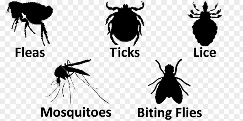 Mosquito Insect Logo Tick Font PNG
