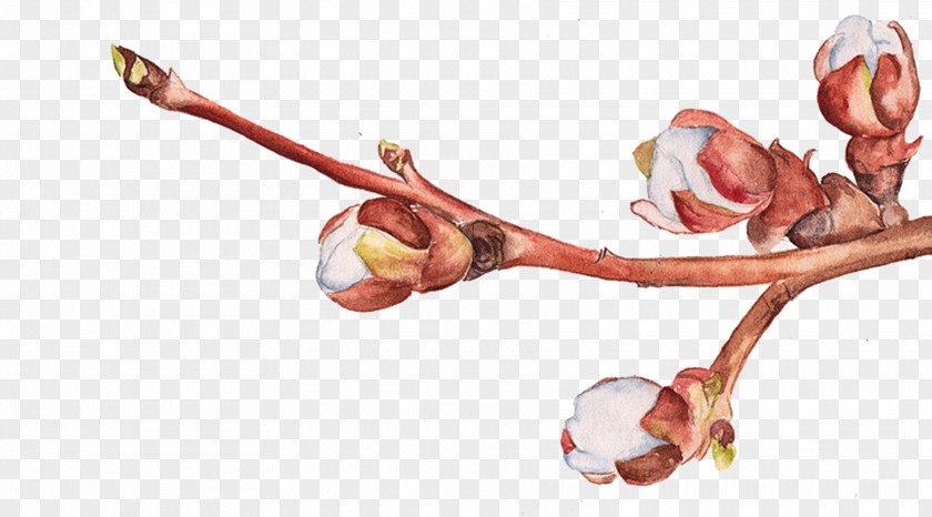 Peach Buds Pull Material Free Finger PNG