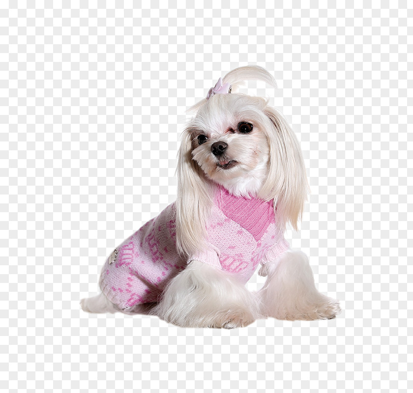 Princess And Prince Maltese Dog Havanese Little Lion Bolonka Morkie PNG