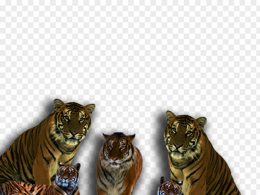 Tiger Lion Car Cat Desktop Wallpaper PNG