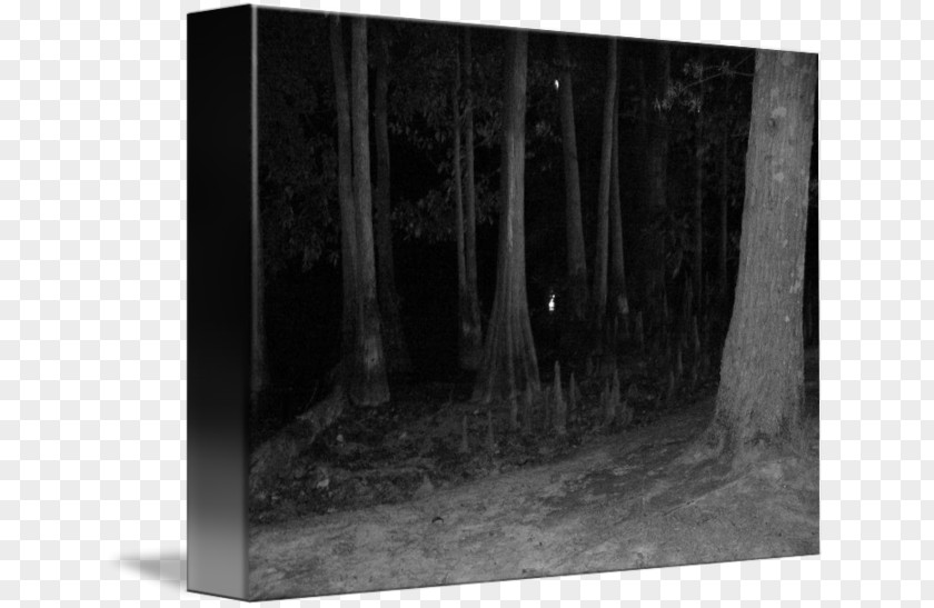 Woods At Night /m/083vt Image Photography In The PNG
