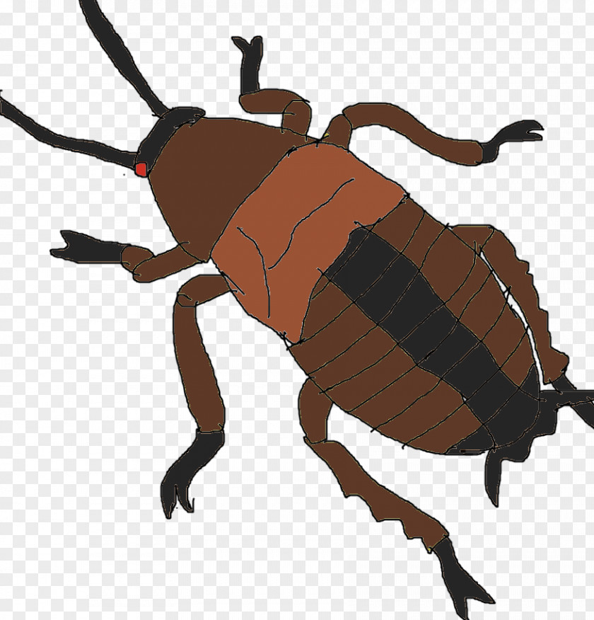 Beetle Weevil Dung Scarab Clip Art PNG