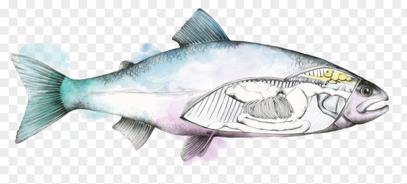 Fish Salmon Trout Bass PNG