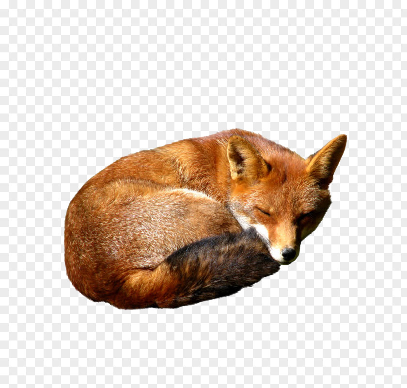 Fox Red Kit PNG