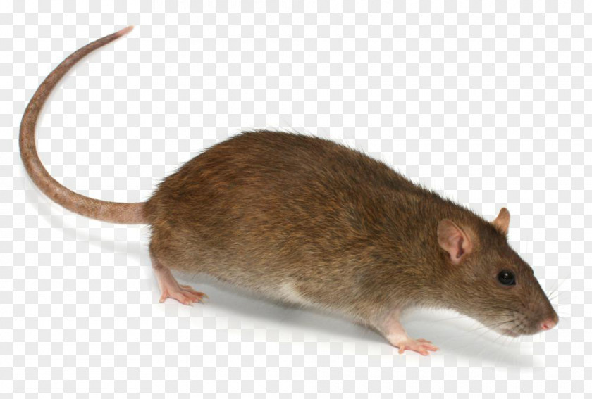 Rat Brown Rodent Mouse Trap PNG