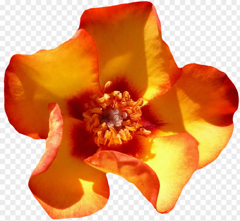 BLOSSOM Beach Rose Flower Orange Petal Blossom PNG