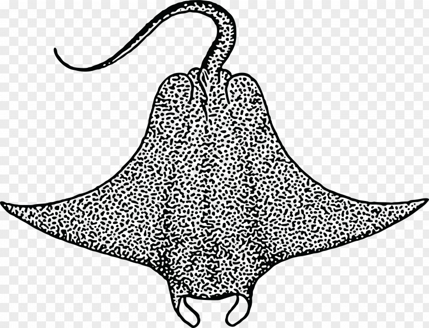 Starfish Devil Fish Giant Oceanic Manta Ray Myliobatoidei Clip Art PNG