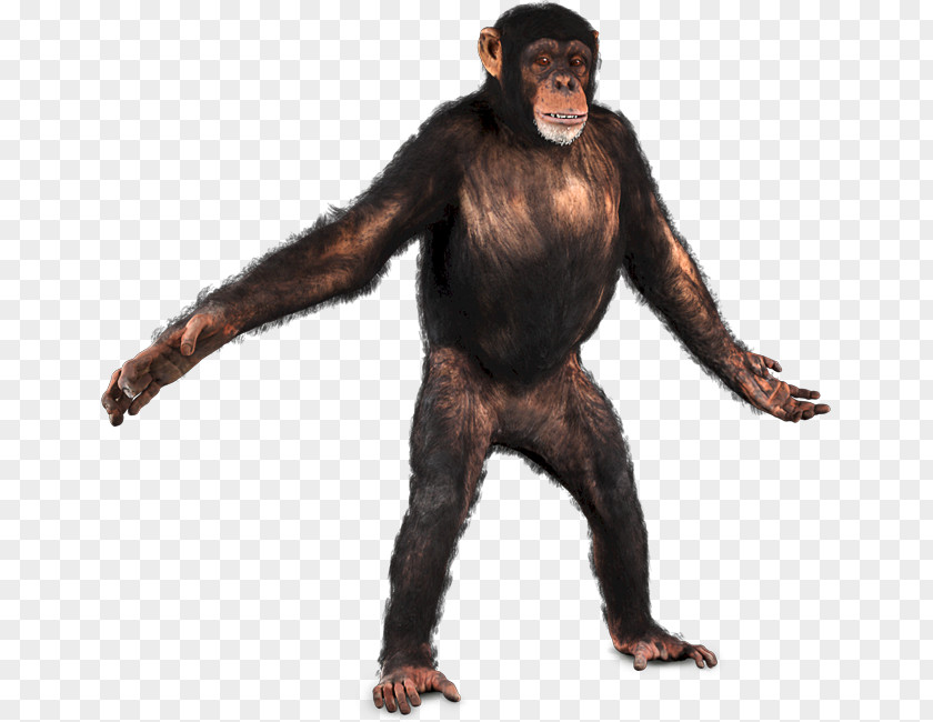 Chimpanzee Common Primate Chroma Key Monkey PNG