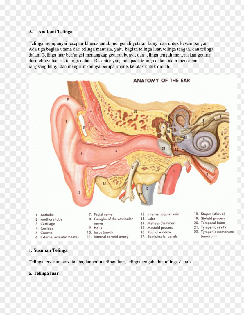 Ear Anatomy Inner Gross PNG