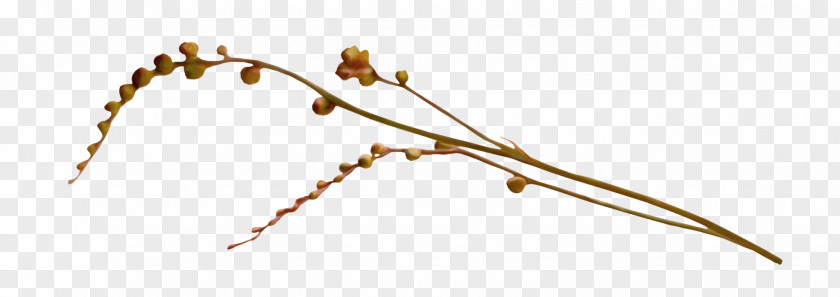 Plum Antiquity Twig Branch PNG