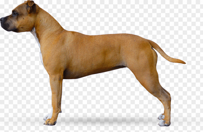 Puppy American Staffordshire Terrier Pit Bull Dog Breed PNG