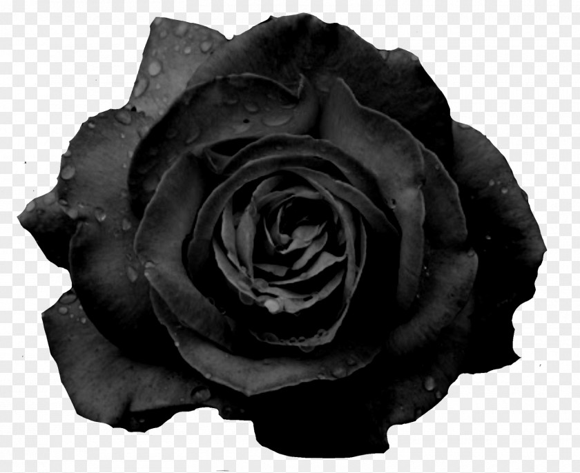 White Rose Black Flower Garden Roses PNG