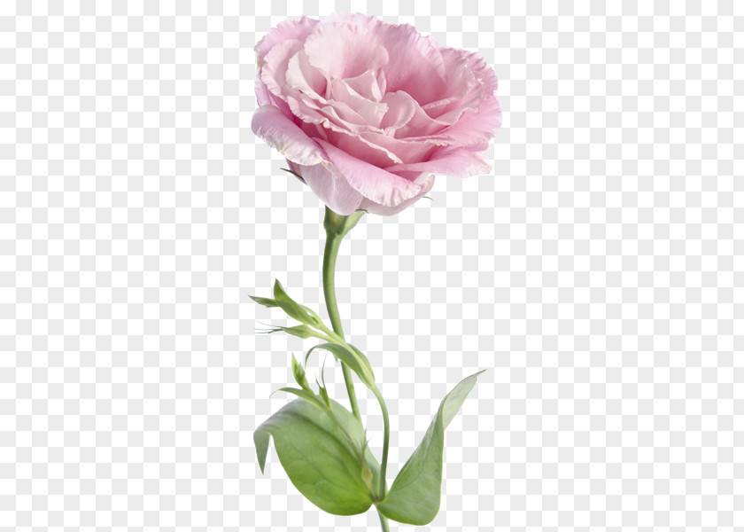 Flower Cabbage Rose Garden Roses Hotel Amarilis Prairie Gentian PNG