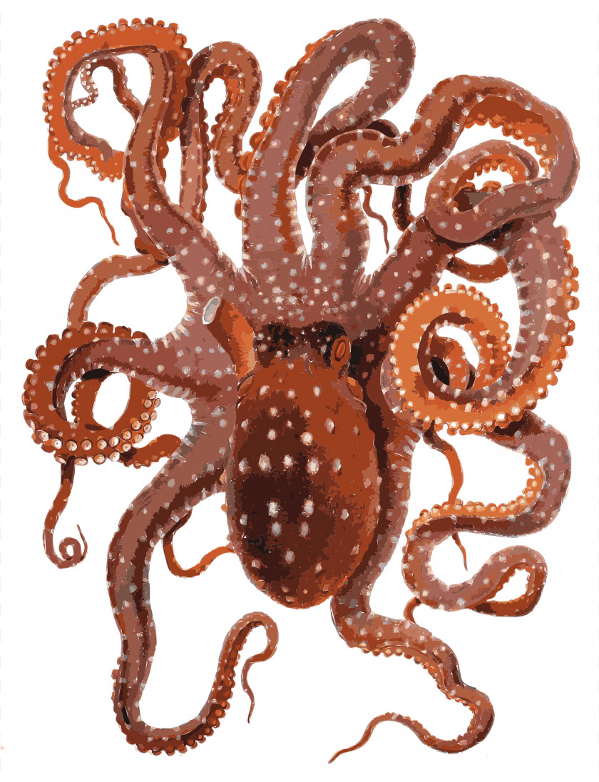 Octo Cliparts Callistoctopus Macropus Clip Art PNG
