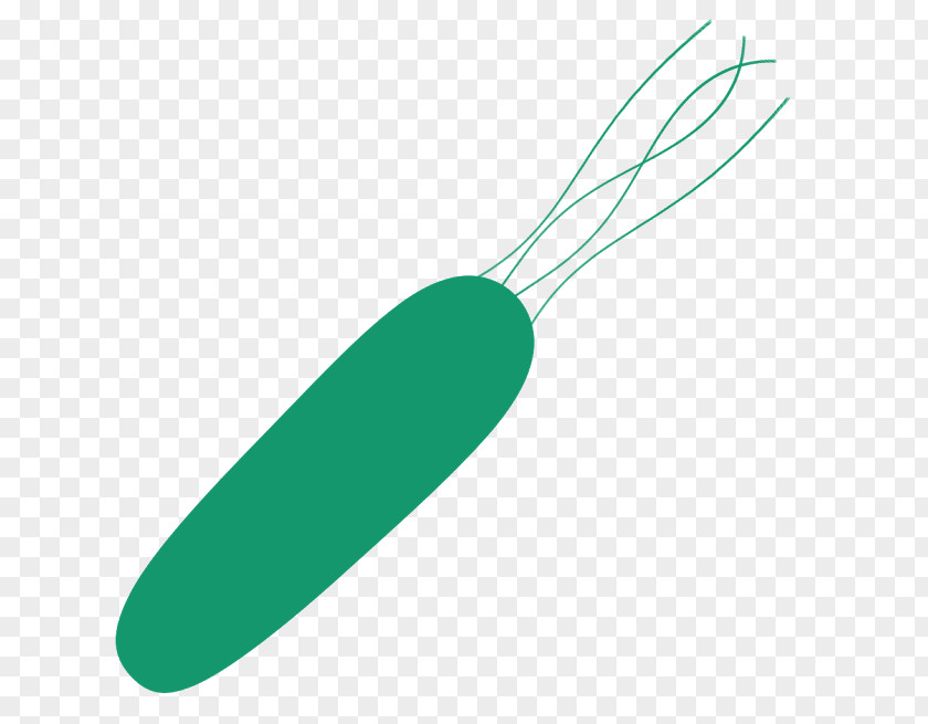 Organism Line PNG