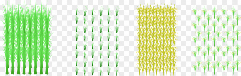 Paddy Field Green Pattern PNG