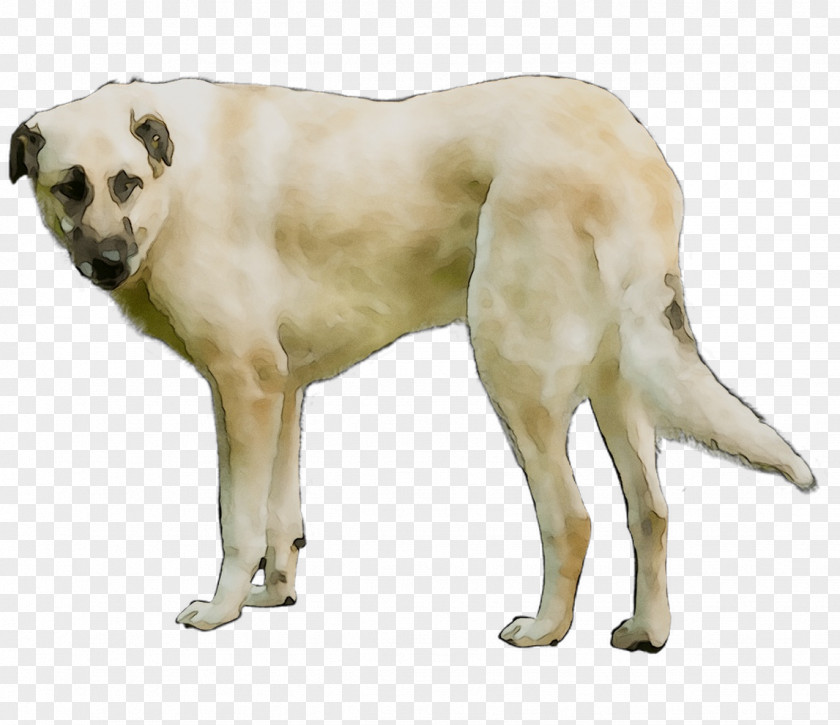 Rare Dog Breed Crossbreed PNG