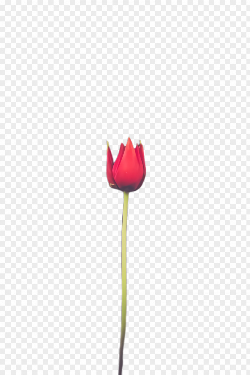 Cut Flowers Lily Family Flower Cartoon PNG