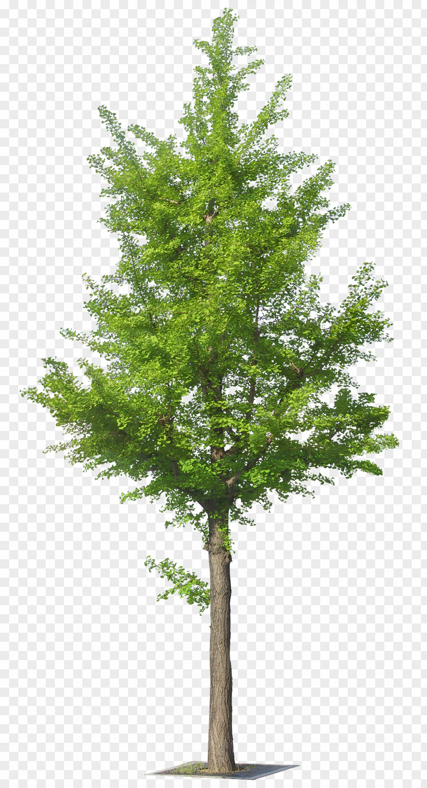 Ginkgo Tree PNG