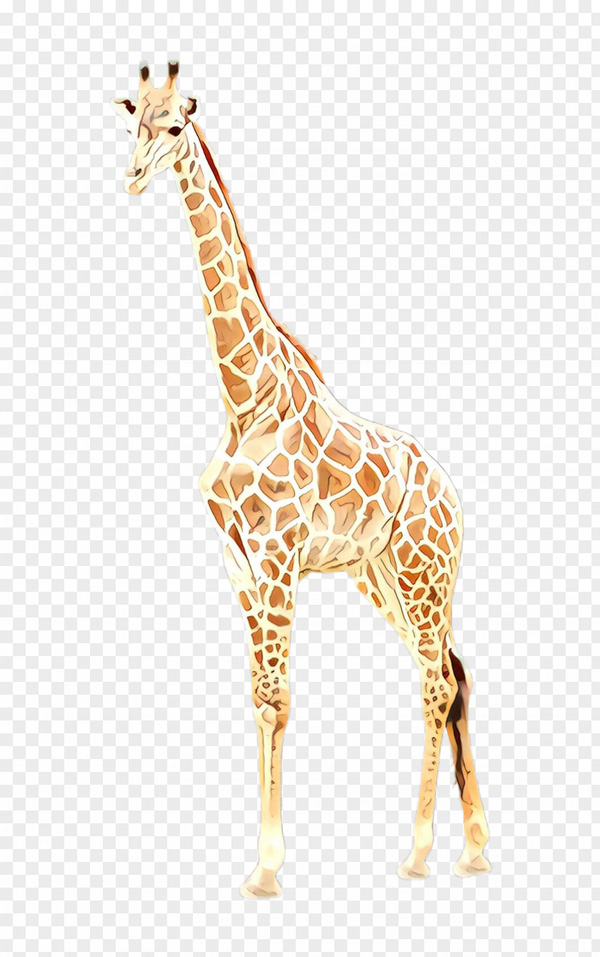 Giraffe Giraffidae Wildlife Animal Figure Neck PNG