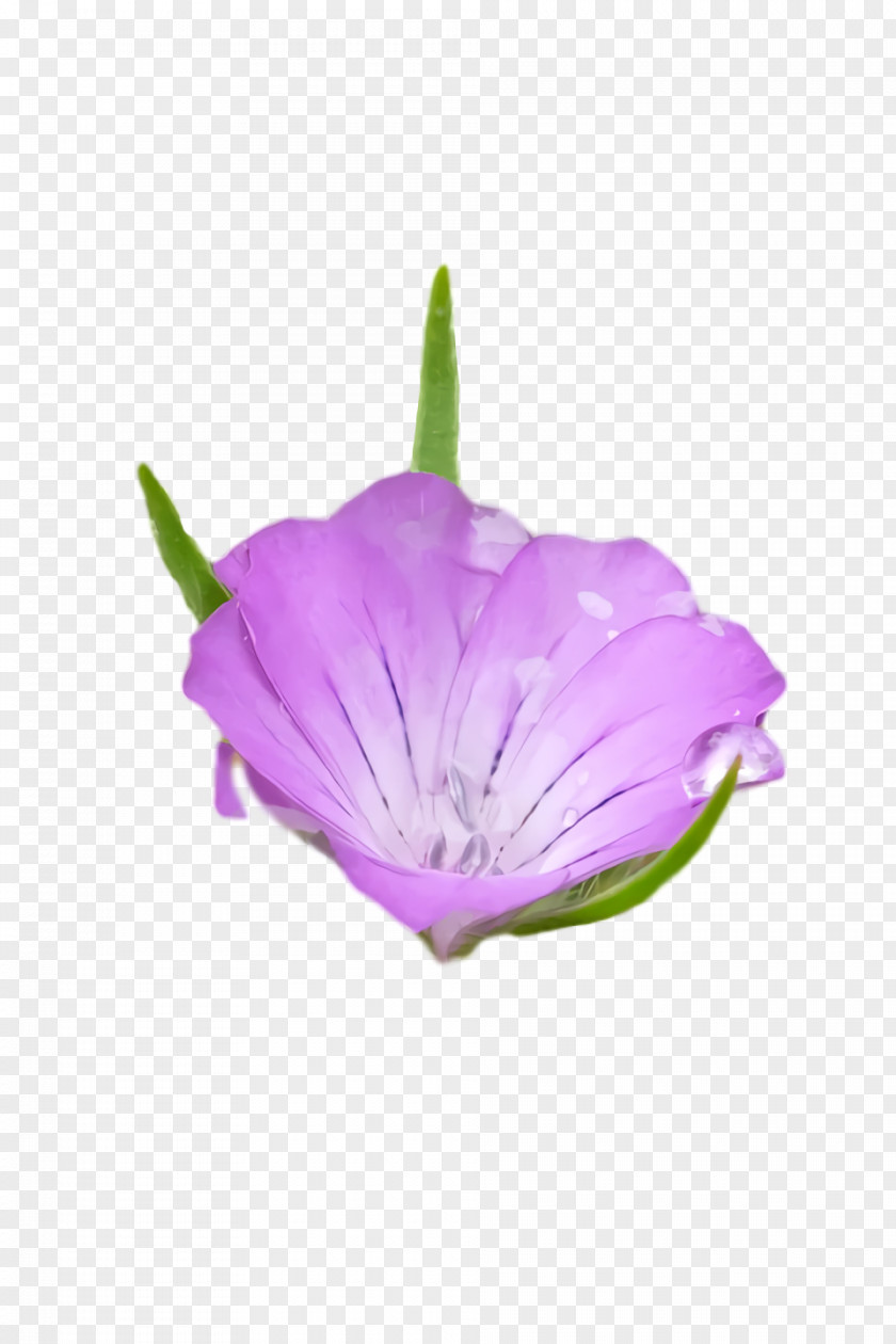 Petal Herbaceous Plant Purple Flower Plants PNG